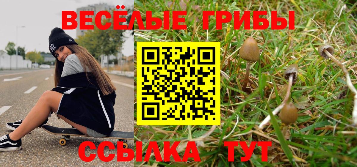 продажа наркотиков  Вход с VPN  Кострома  Псилоцибиновые грибы Psilocybe 