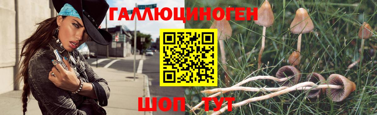 Псилоцибиновые грибы Psilocybe Кострома